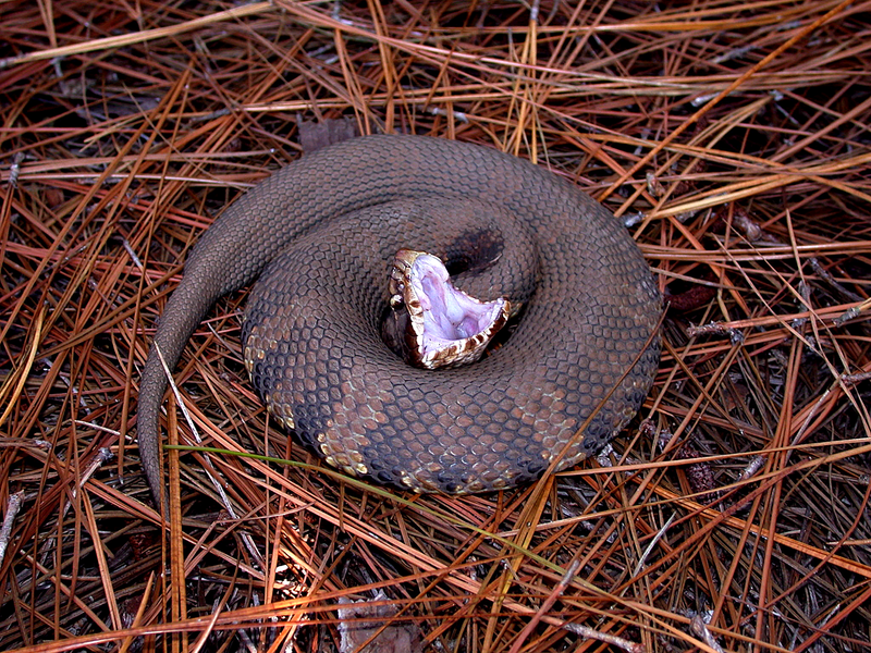 water pitviper