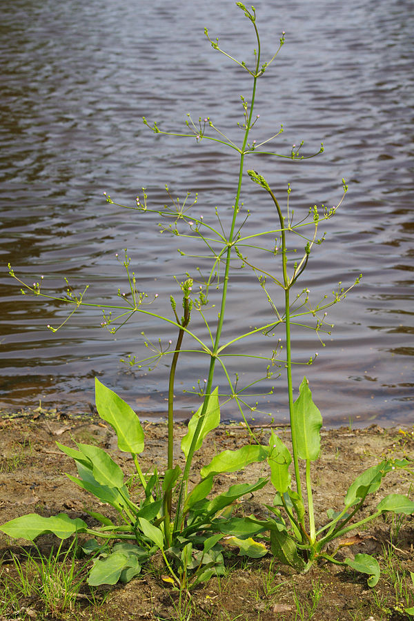 water plantain
