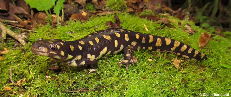 tiger salamander