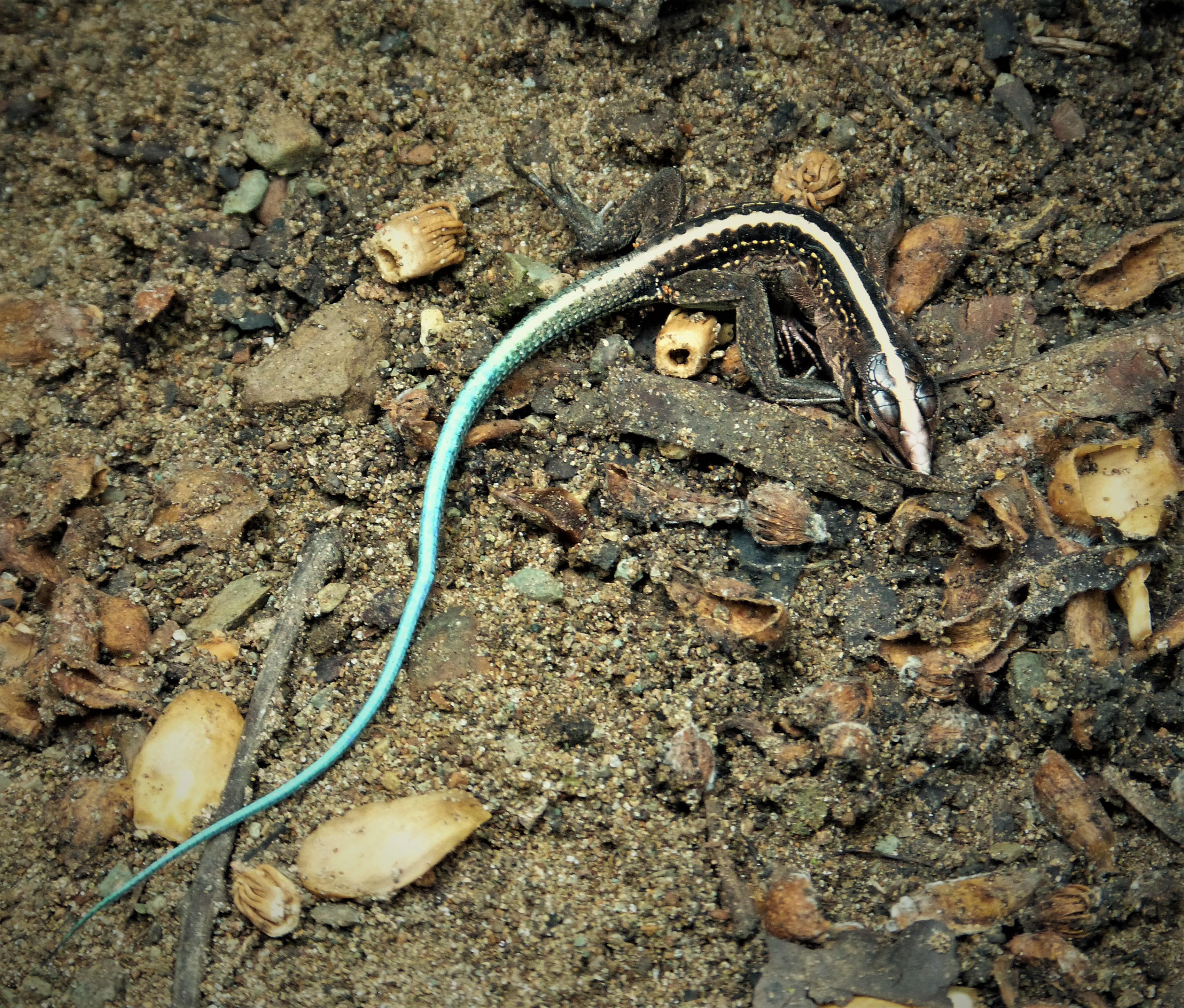 tiger ameiva