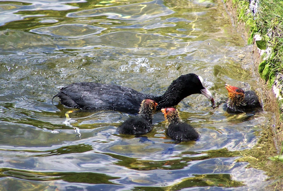 water hen