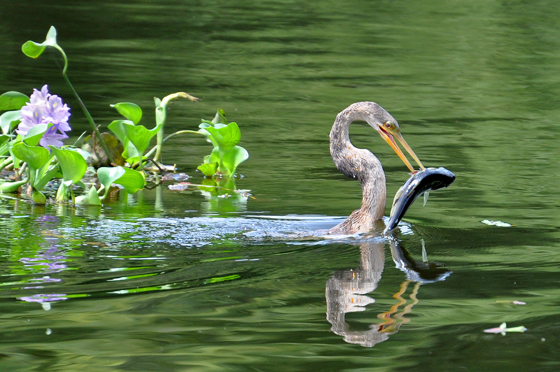 water turkey