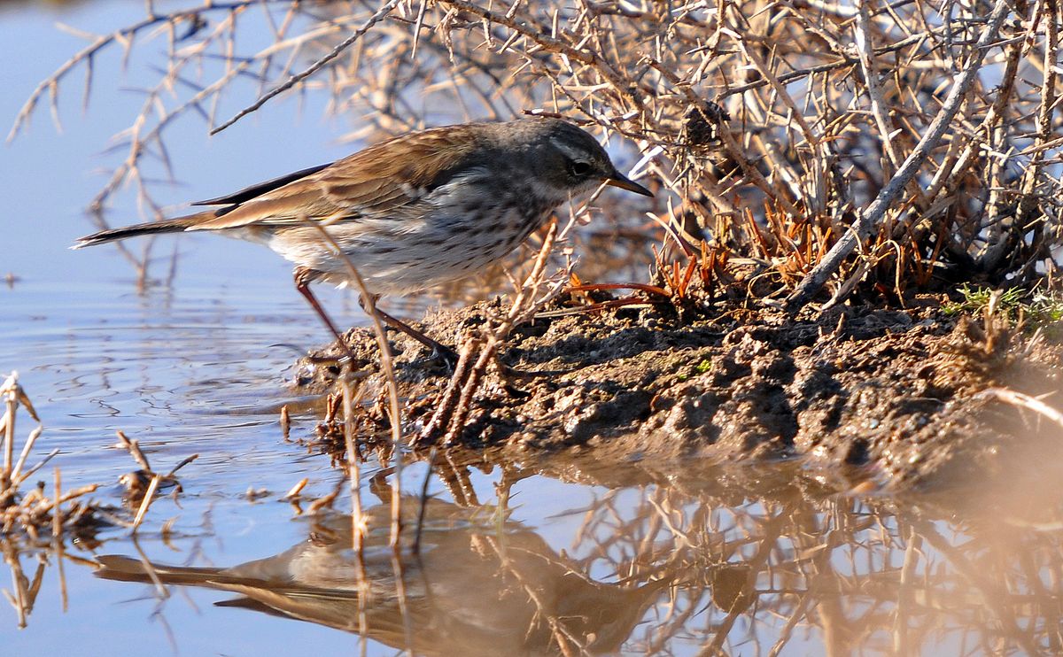 water pipit