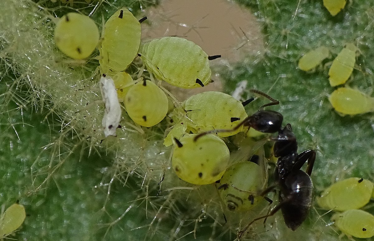 apple aphid