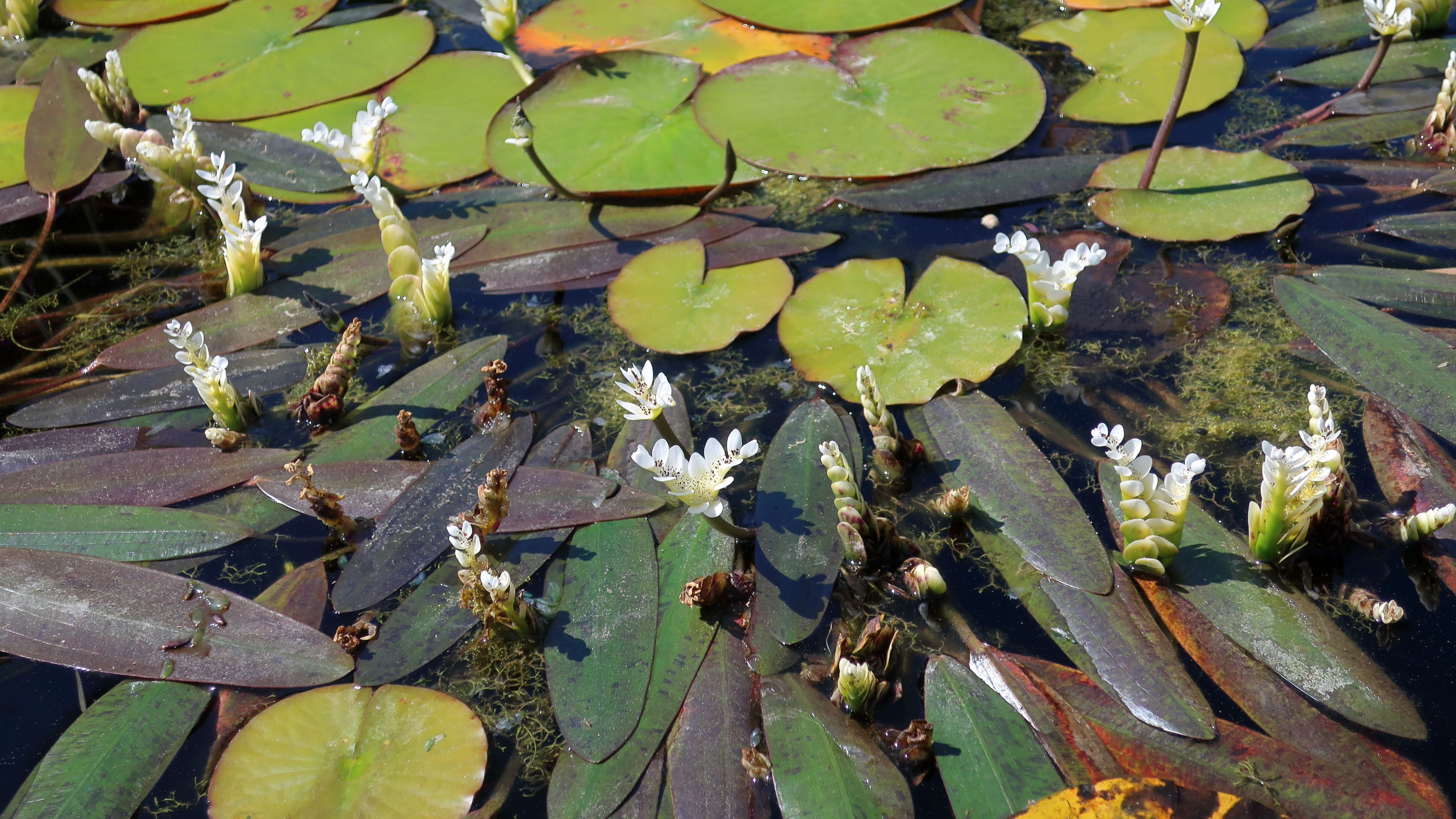 waterblommetjie
