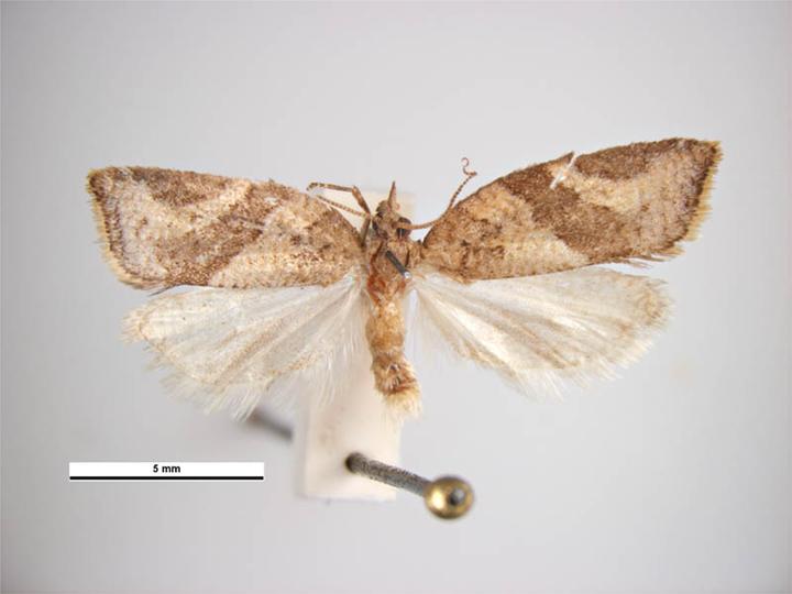 apple skinworm