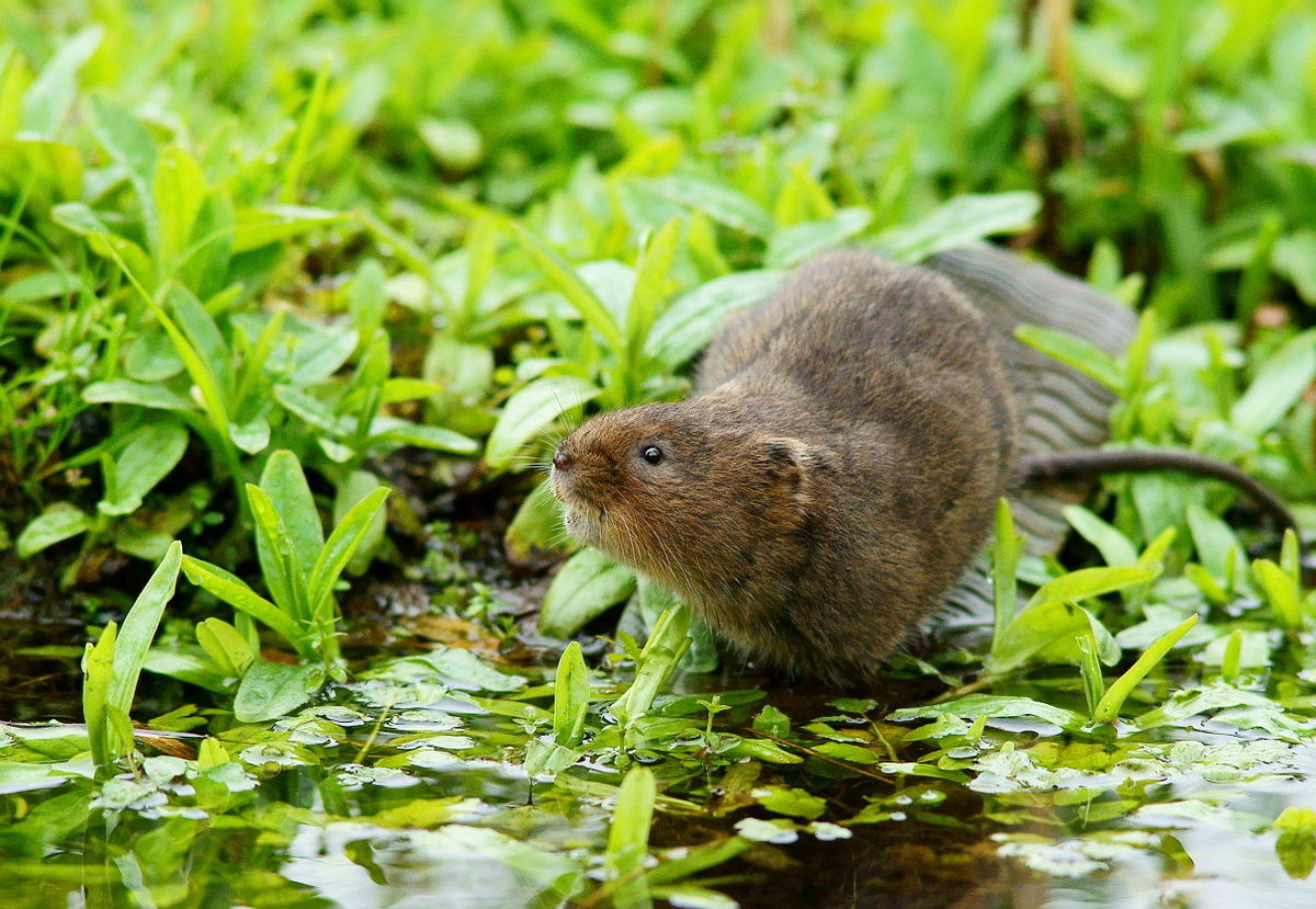 water vole