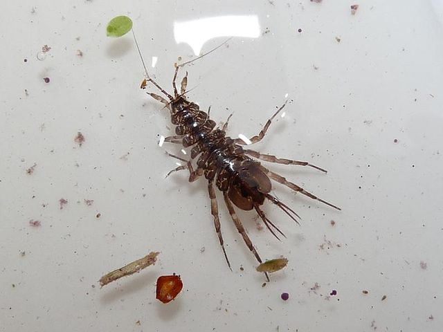 water louse