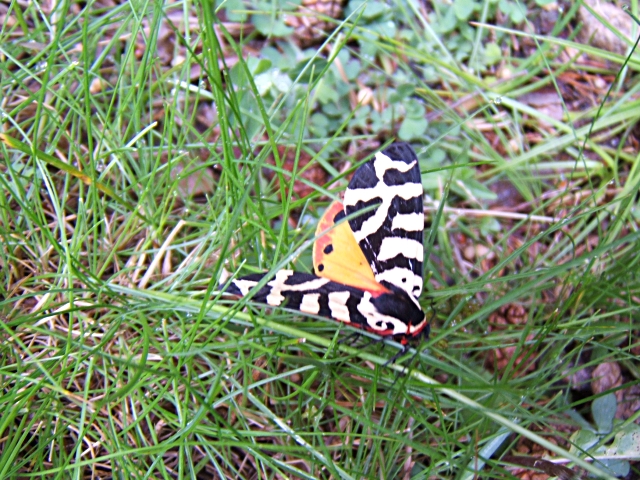 tiger moth