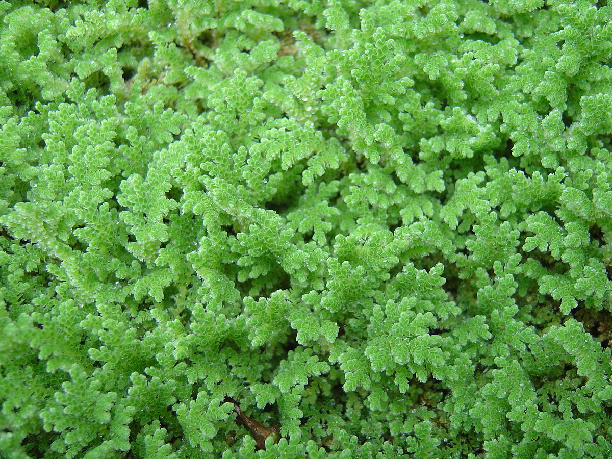 water fern