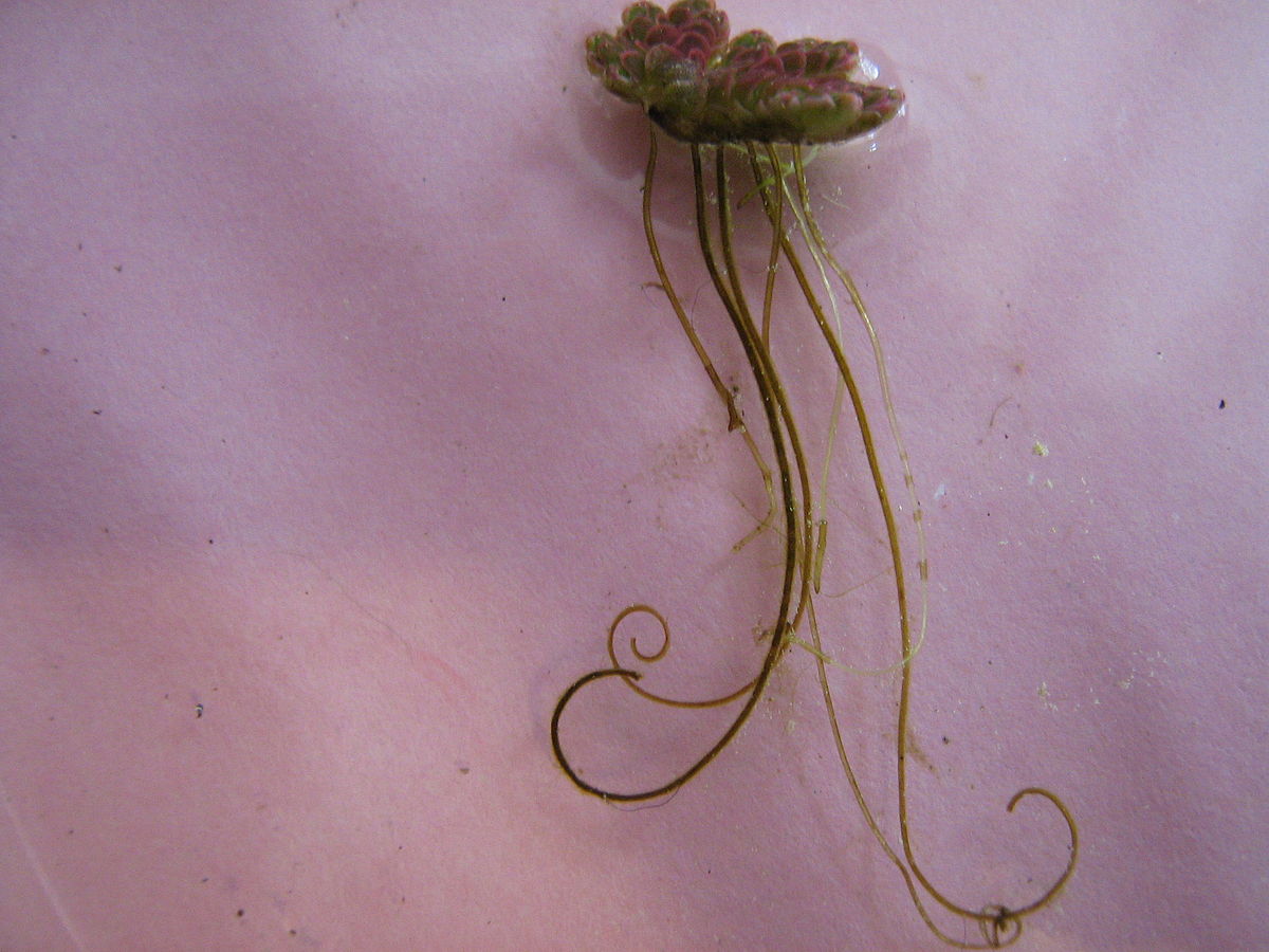 water fern