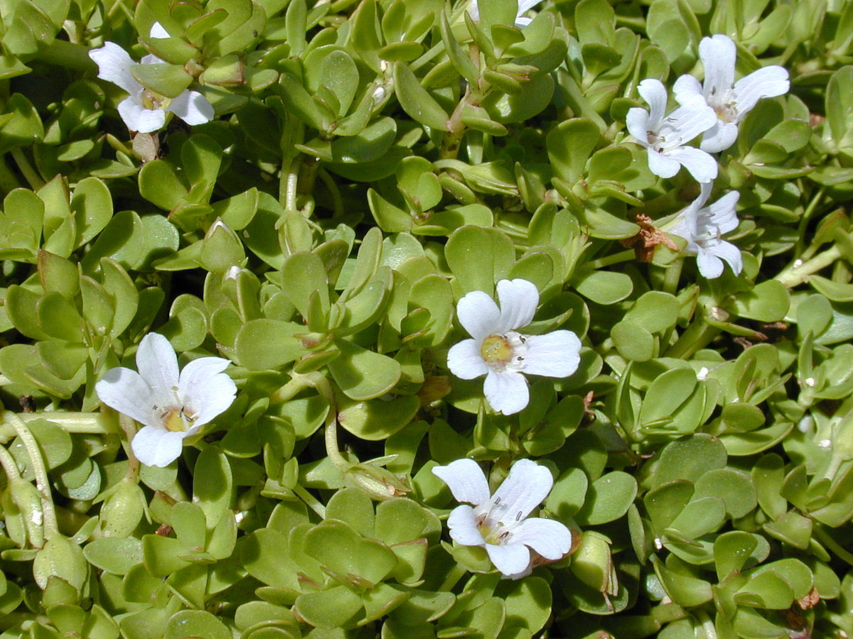 waterhyssop