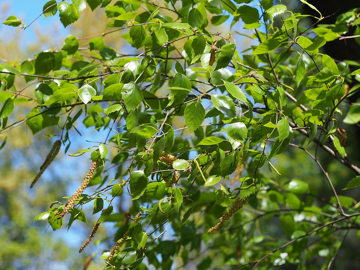 water birch