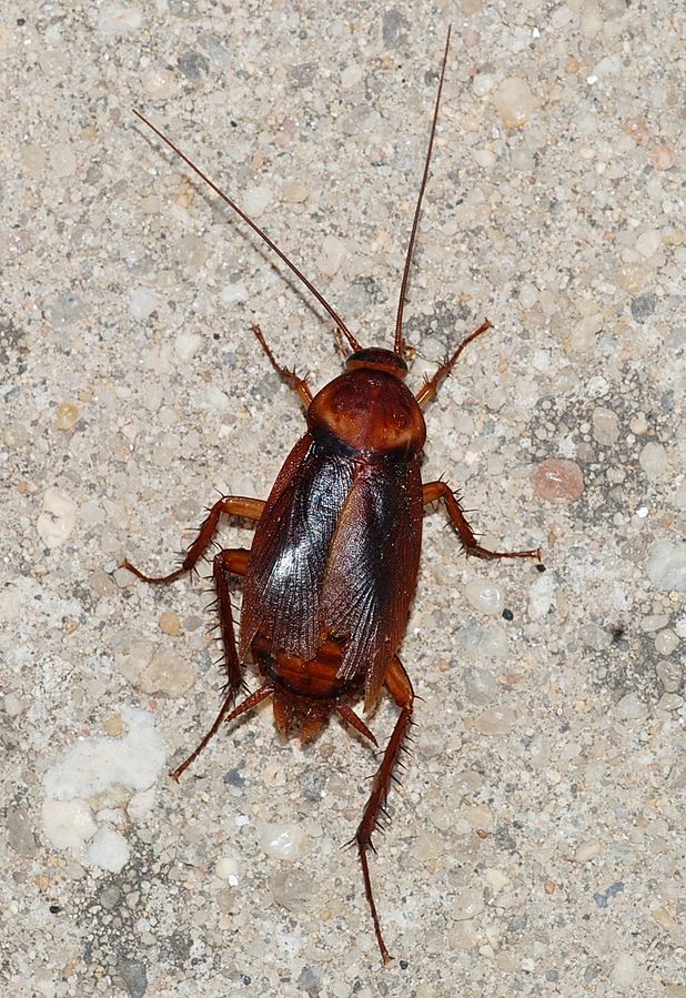 waterbug