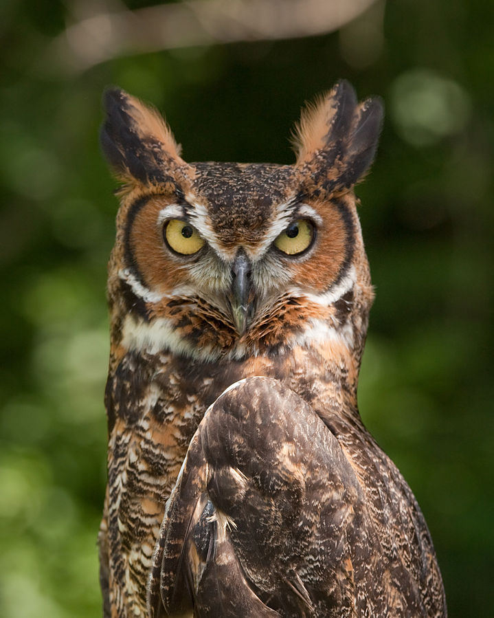 tiger owl