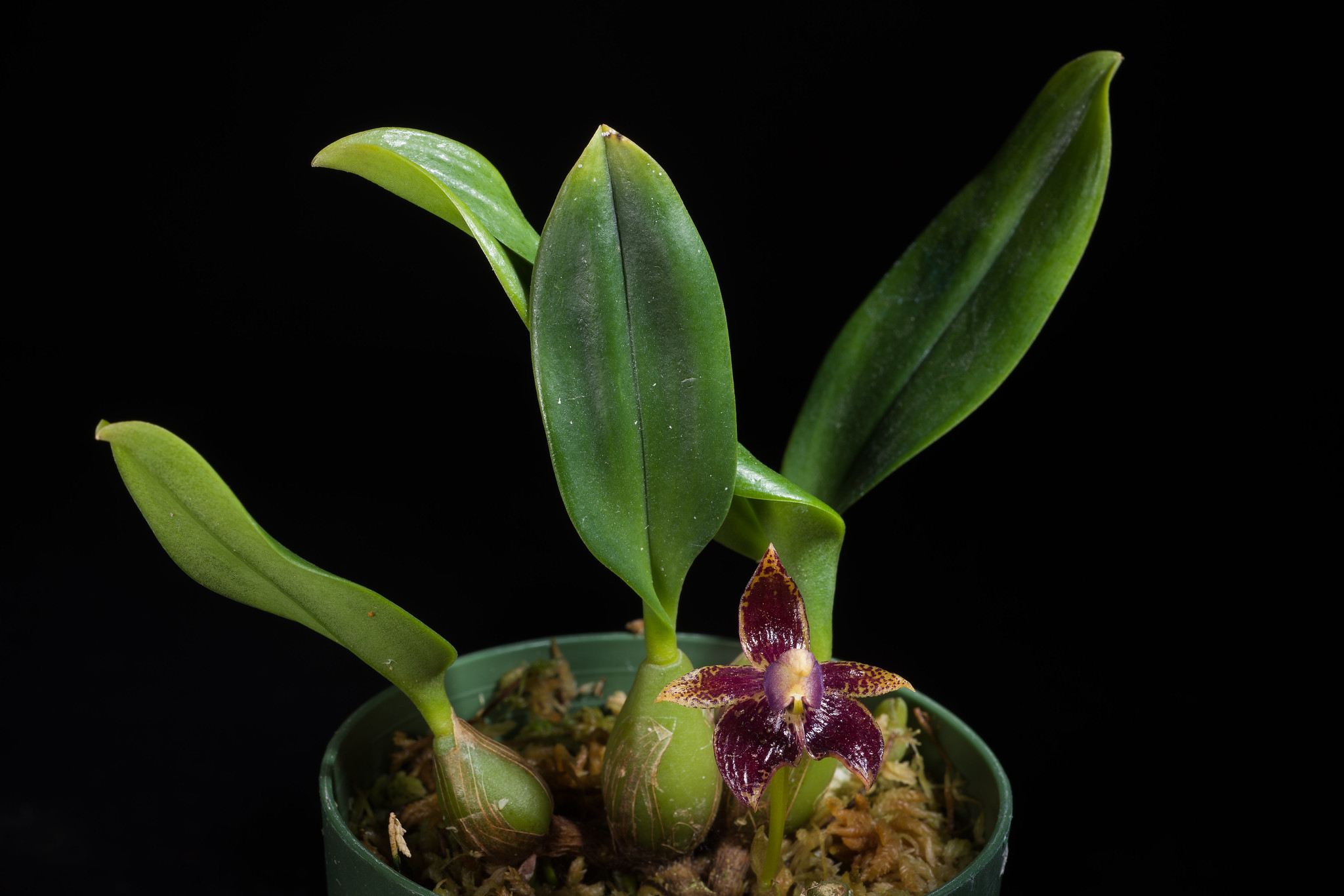 tiger orchid