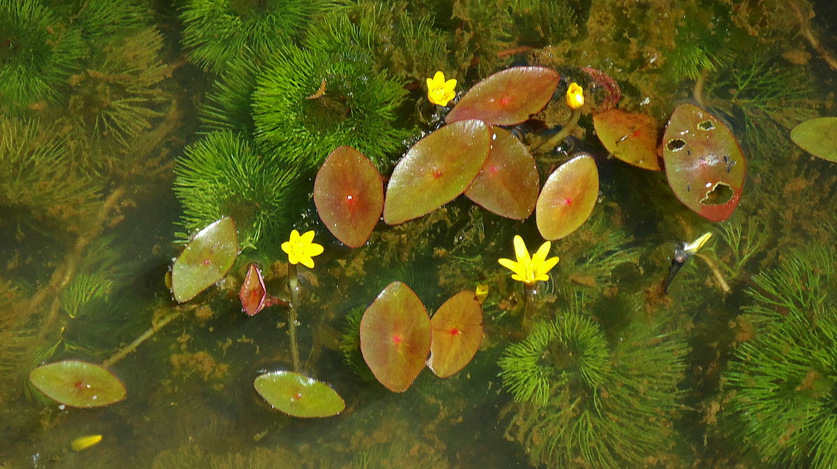 water shield