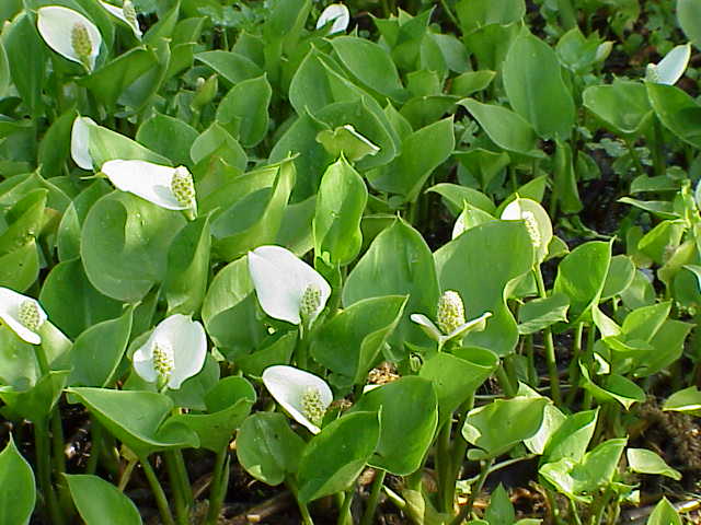 water-arum