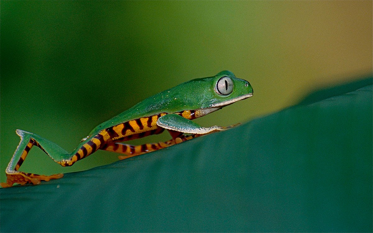tiger-striped tree frog