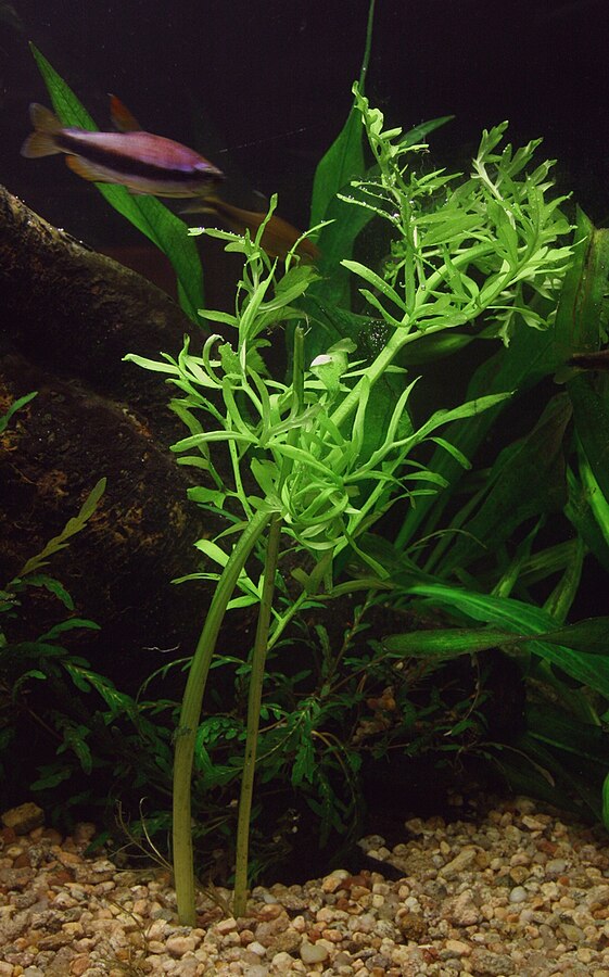 water fern