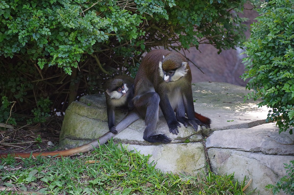 Cercopithecus ascanius