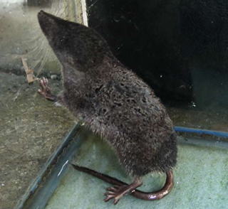 water shrew