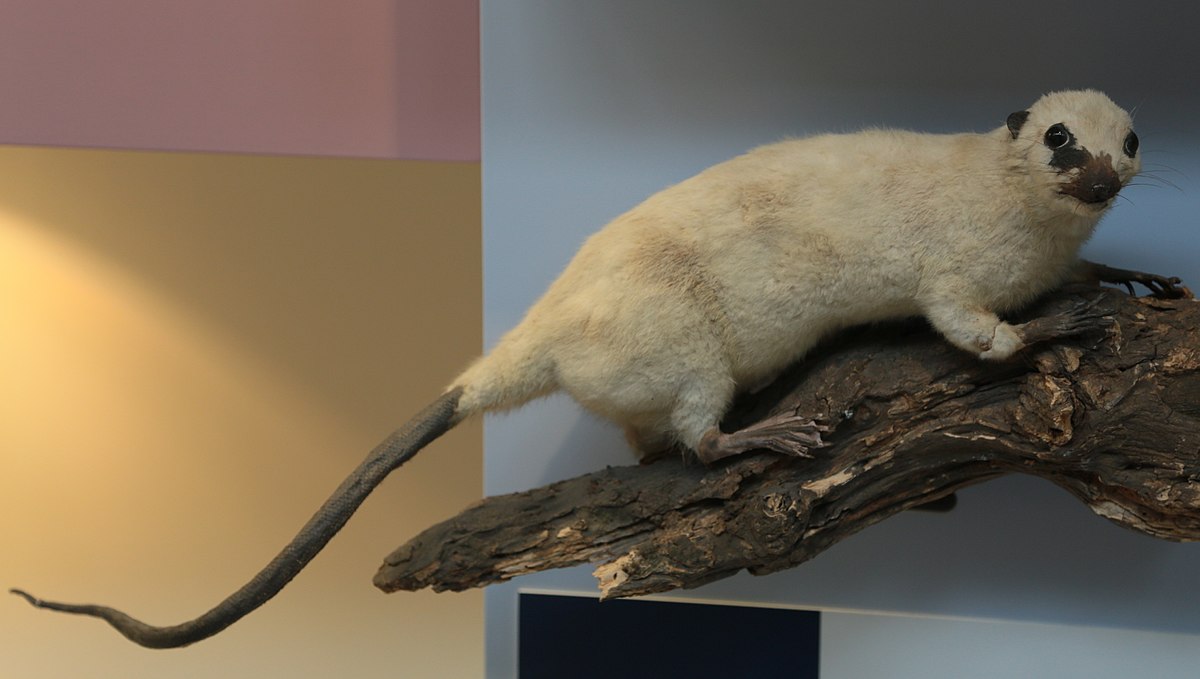 water opossum