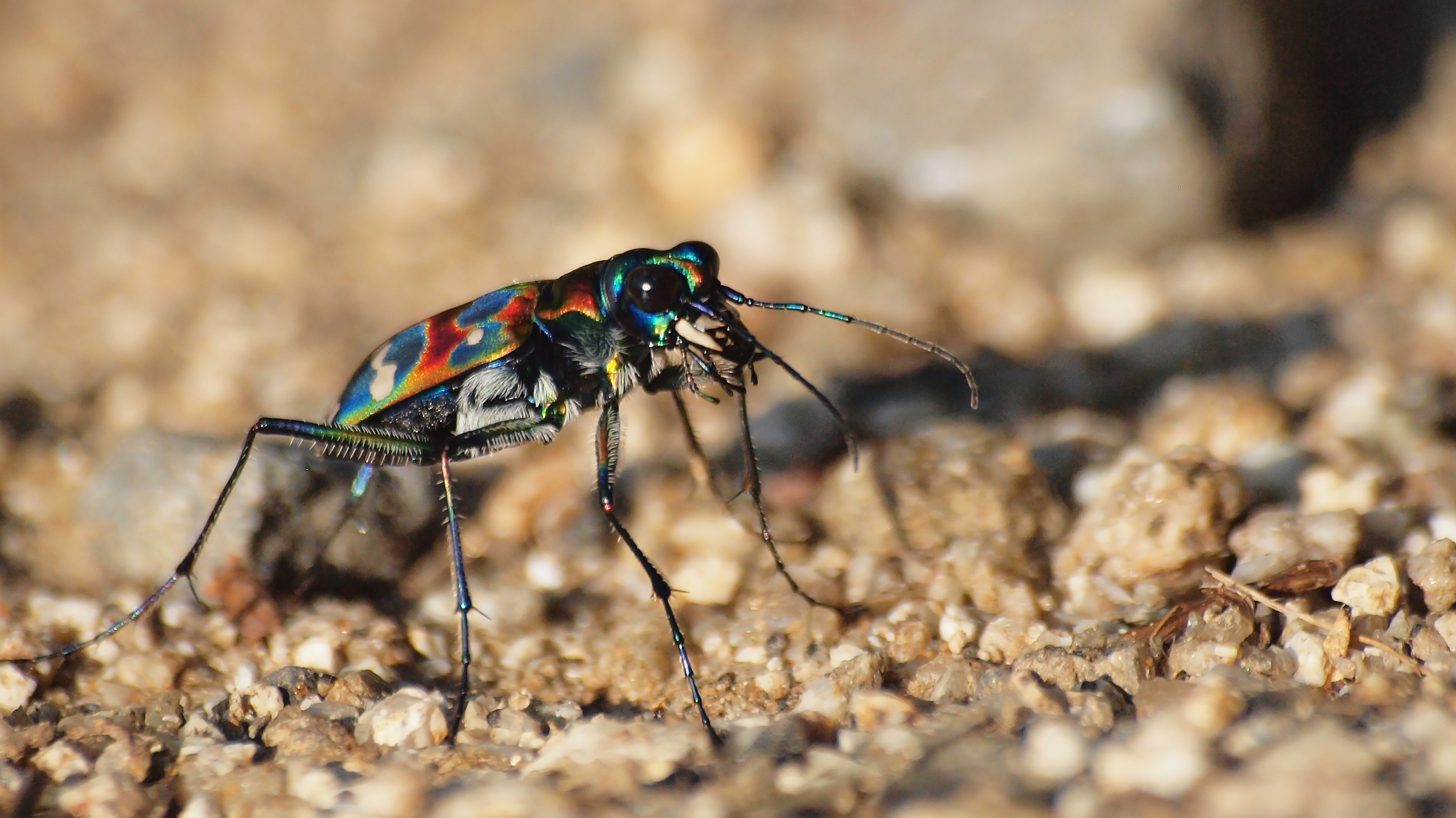 tiger beetle