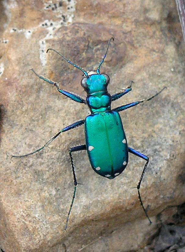 tiger beetle