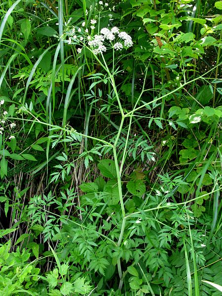 water hemlock