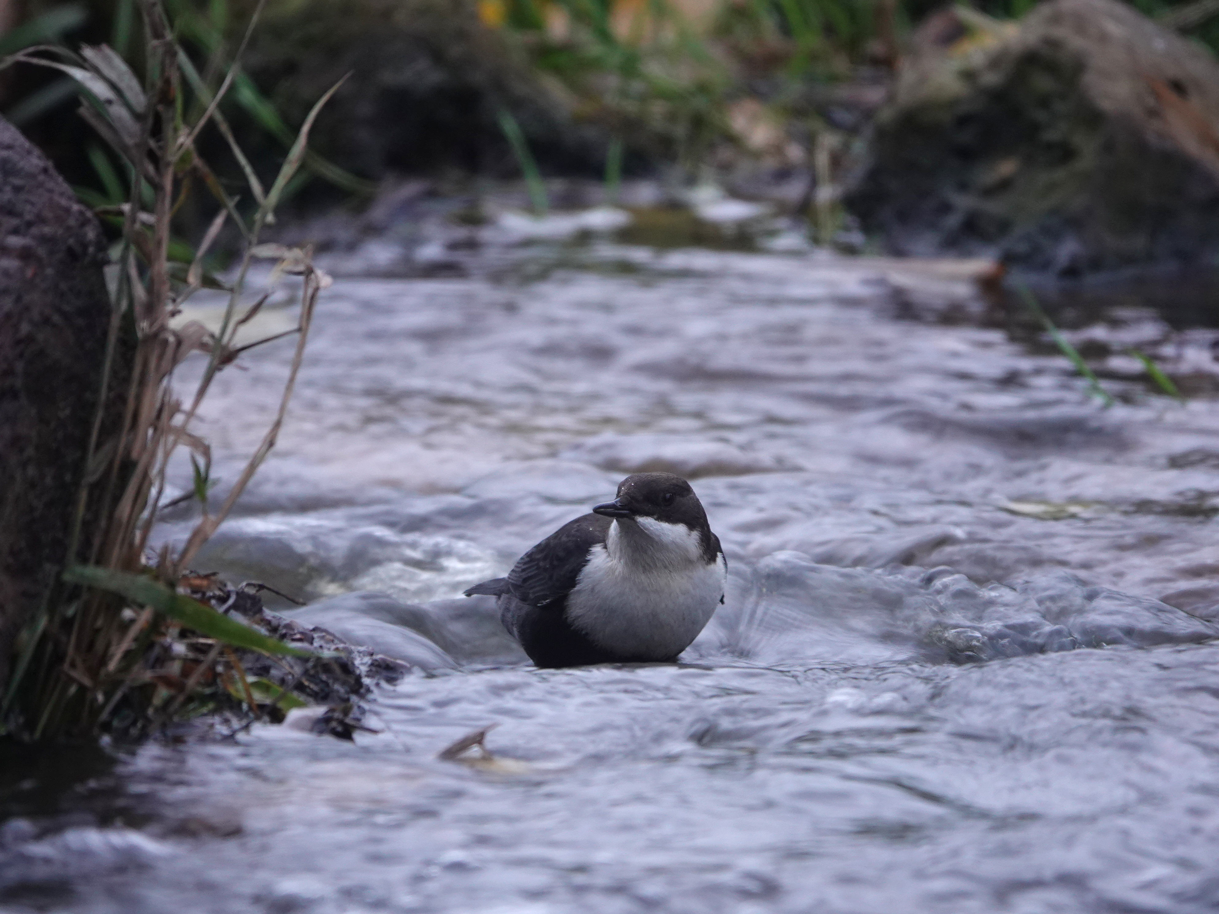 water ouzel