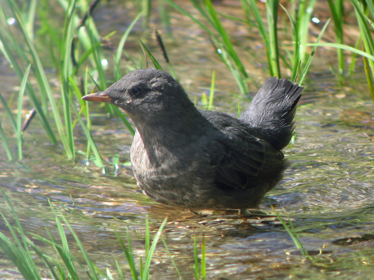 water ouzel
