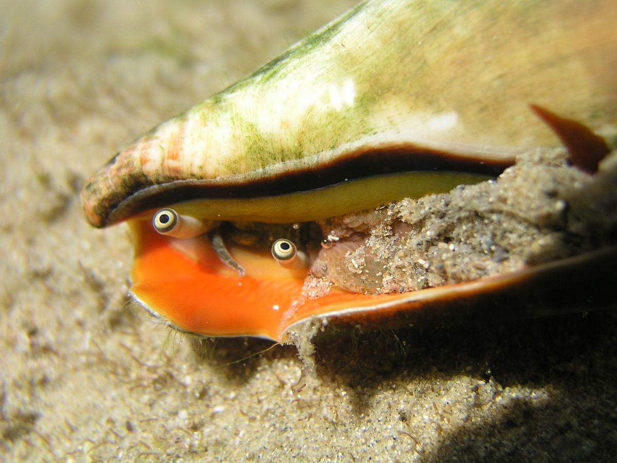 tiger conch