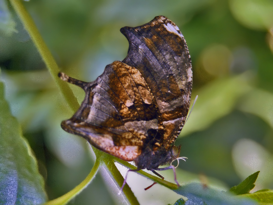 tiger leafwing