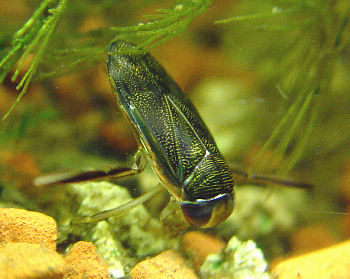 water boatman
