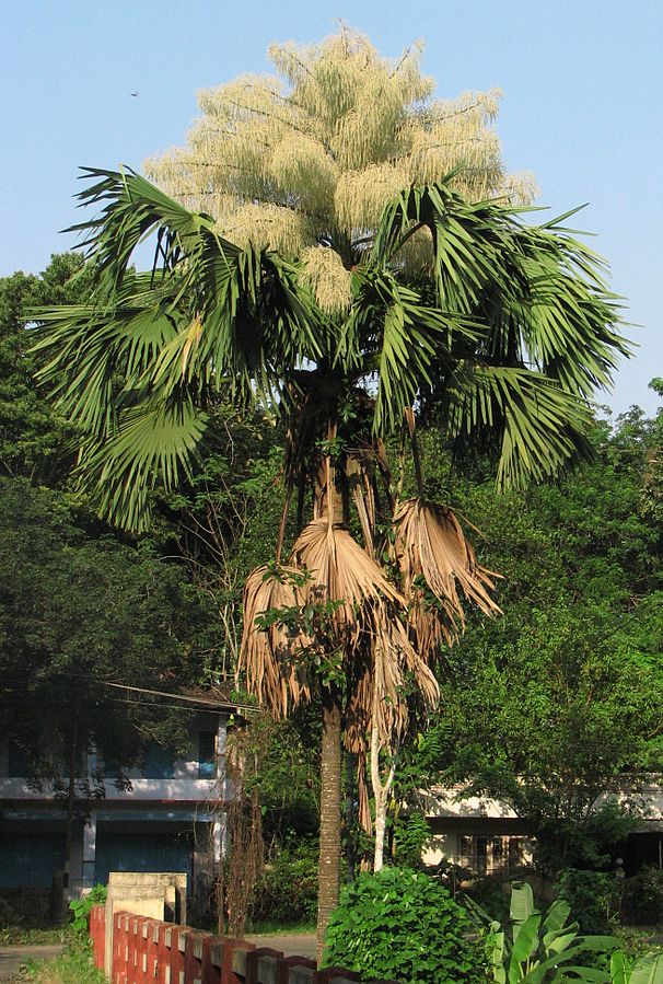 Corypha umbraculifera