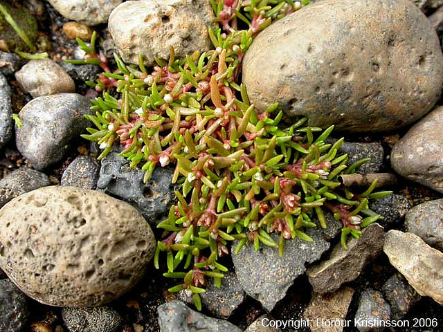 water pygmyweed