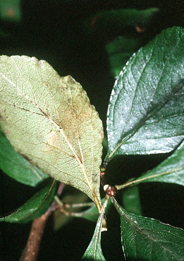 apple haw