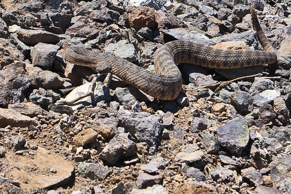 tiger rattlesnake