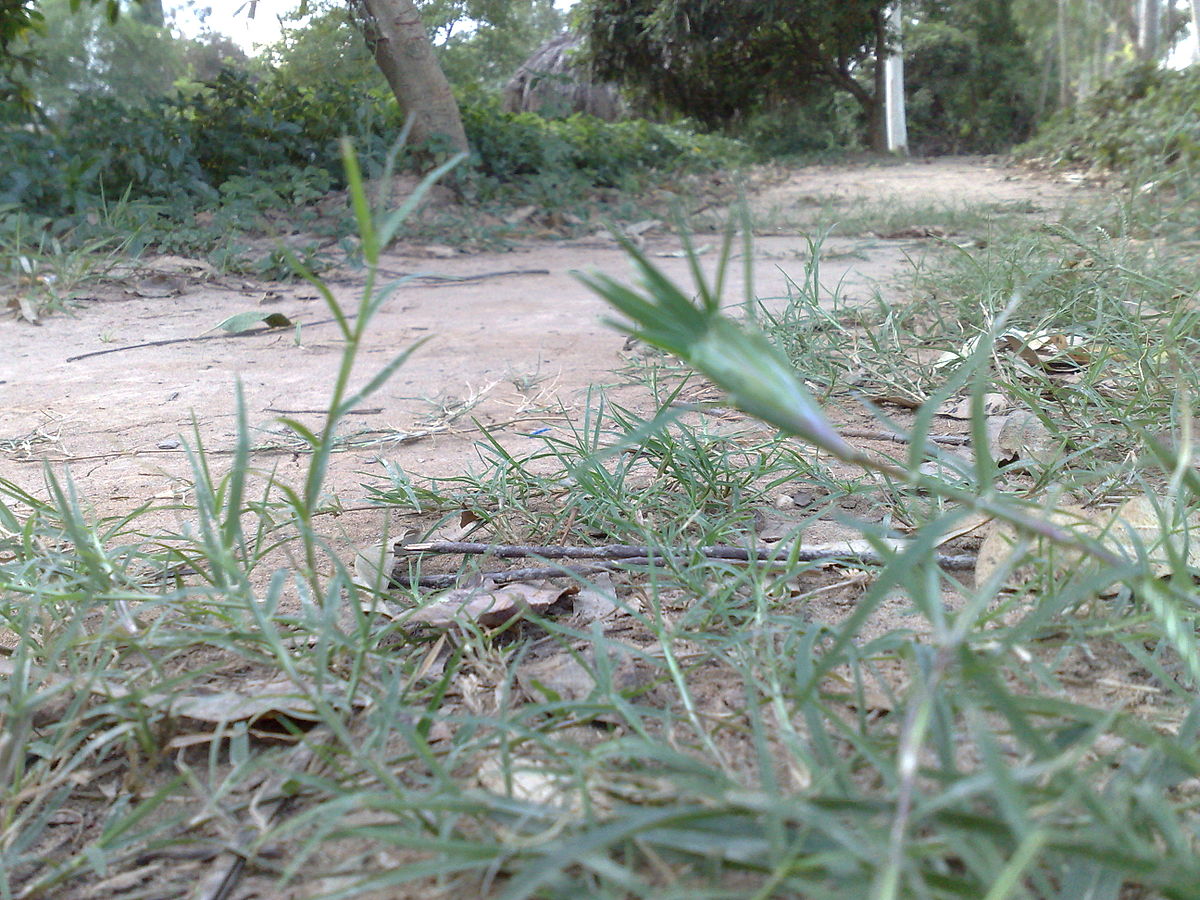 Cynodon dactylon