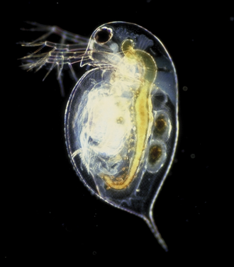 water flea