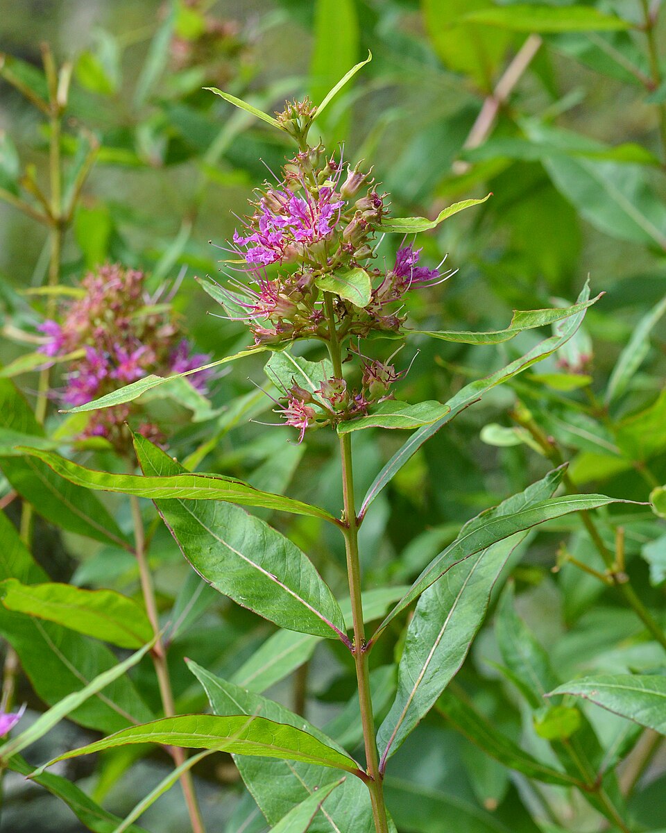 water willow
