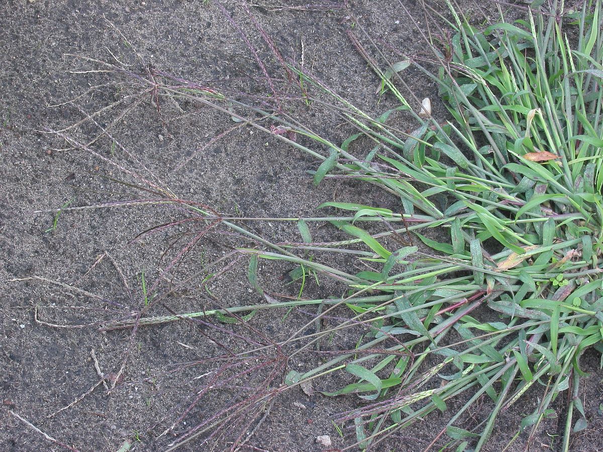 Digitaria sanguinalis