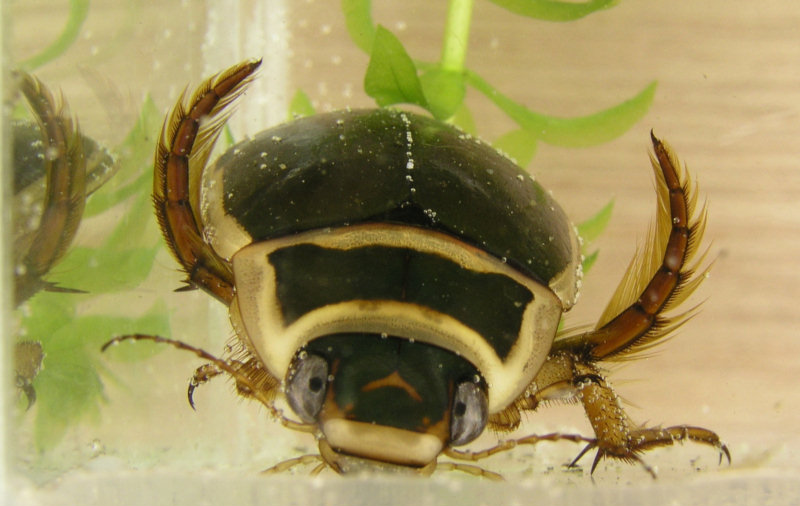 water tiger