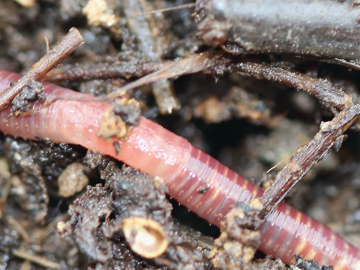 tiger worm