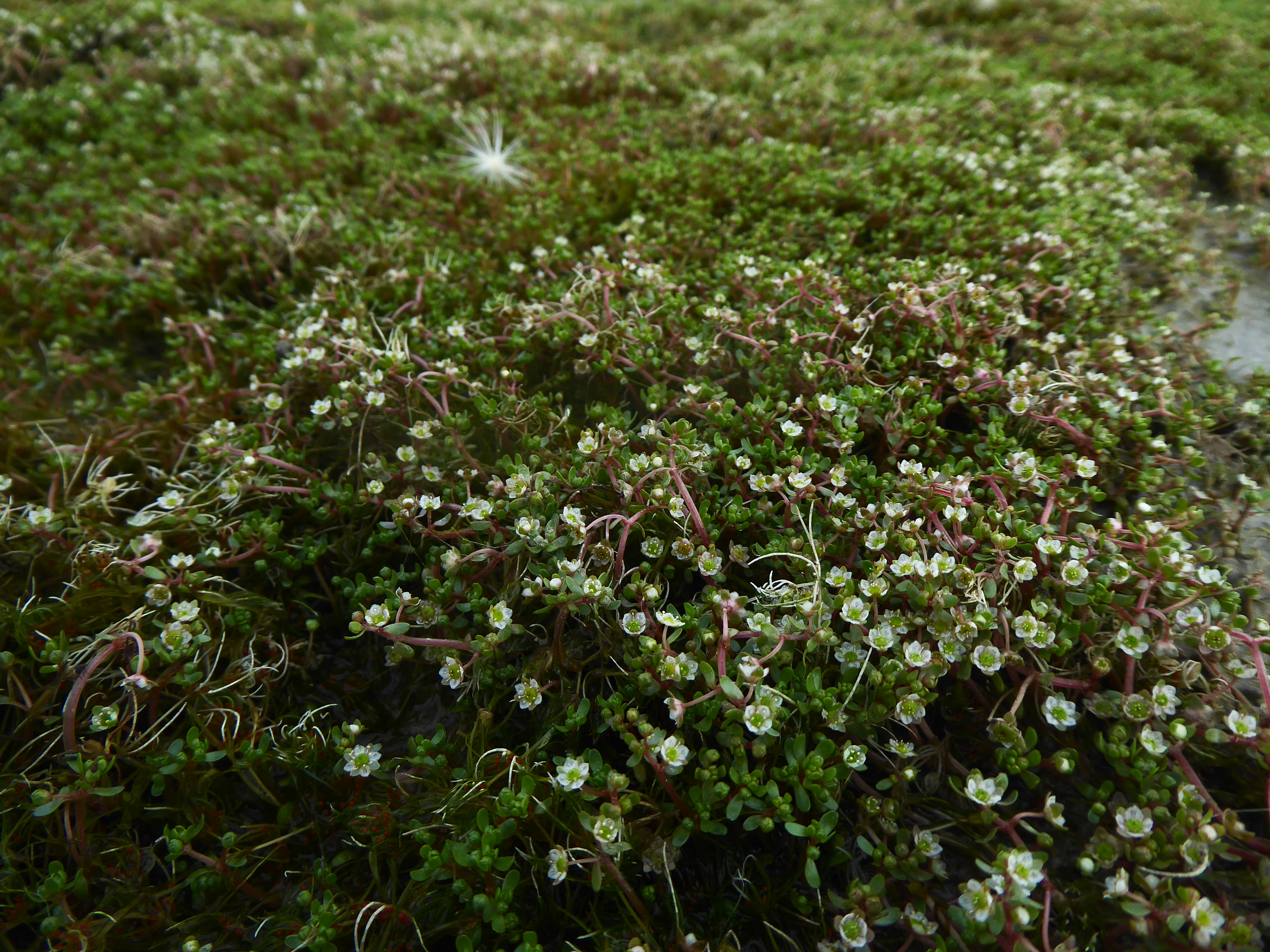 waterwort