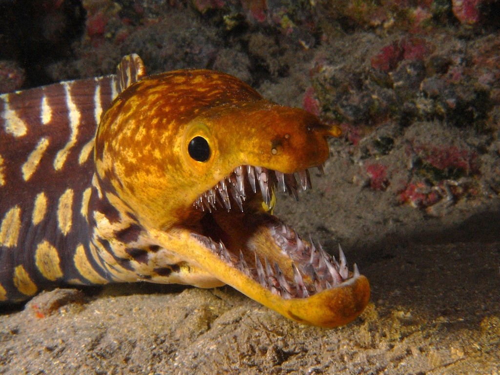 tiger moray