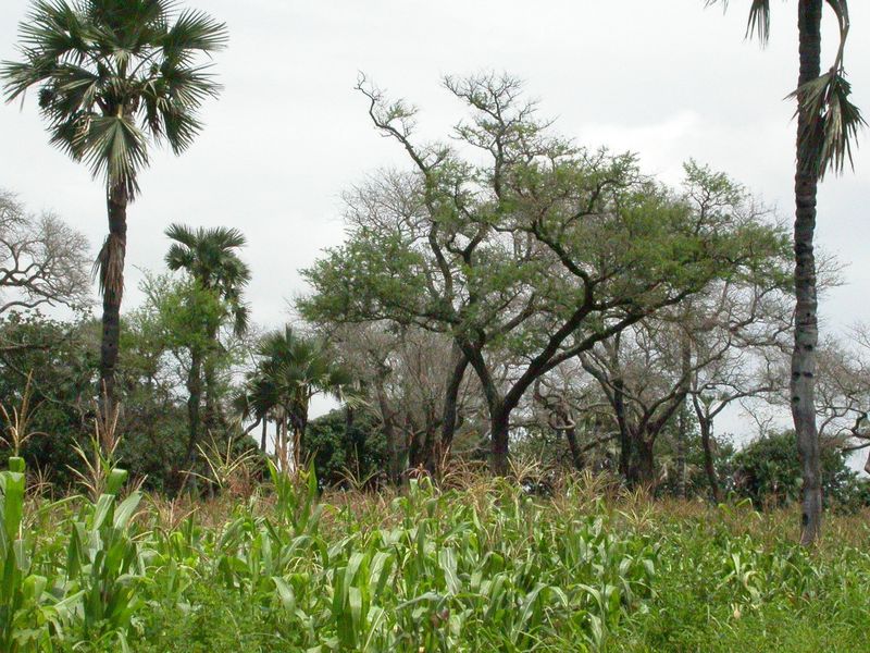 apple-ring acacia