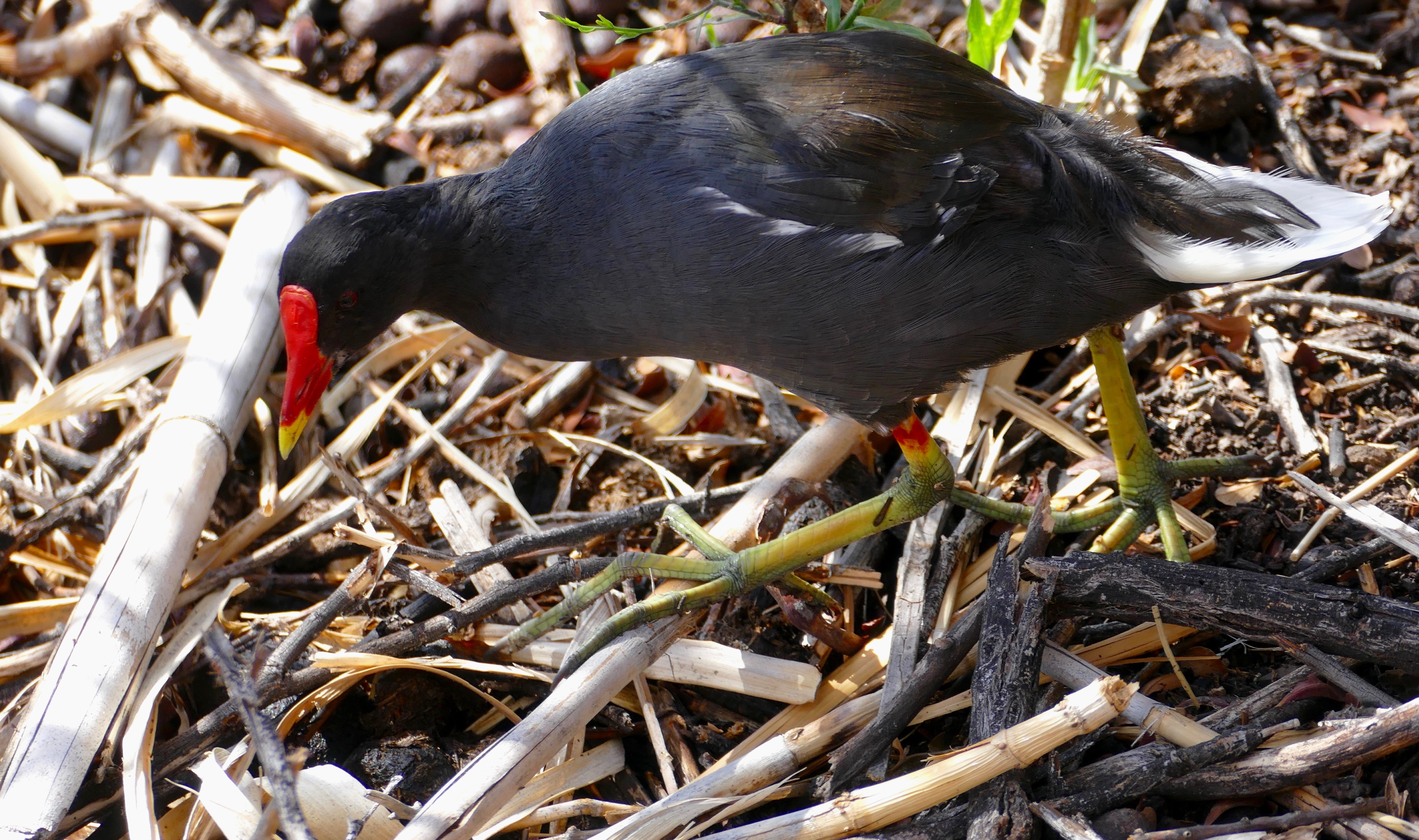 waterhen