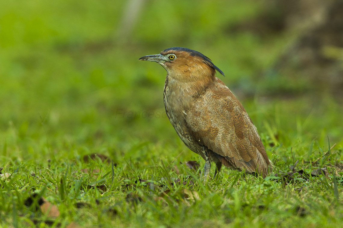 tiger bittern